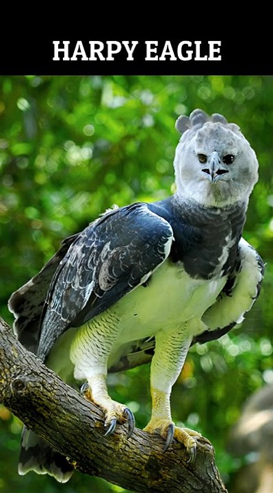 Strangest animals part 3