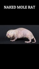 Strangest animals part 4