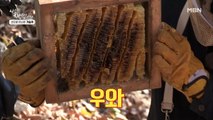 1년에 단 한 번뿐!! 지리산 토종벌의 ★로열 벌꿀★ 채취!!