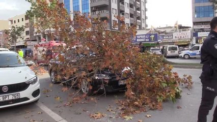 Şiddetli rüzgar nedeniyle ağaç devrildi