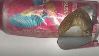 Tek ısırığı 20 insanı öldürecek güçte! İşte dünyanın en zehirli ve ölümcül yılanı