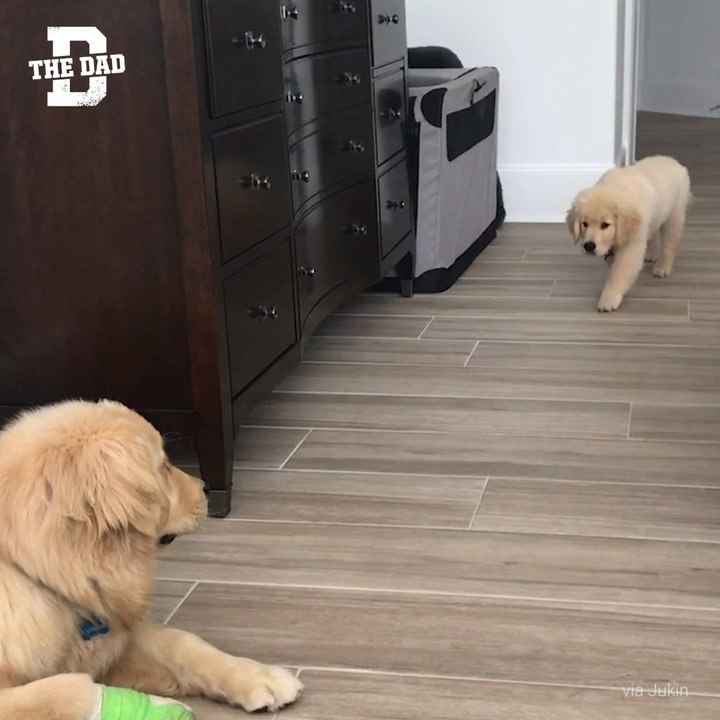 Db - Sneak Attack Ig