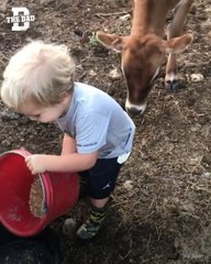 Db - Toddler Feeds Calf Ig