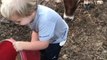 Db - Toddler Feeds Calf Ig