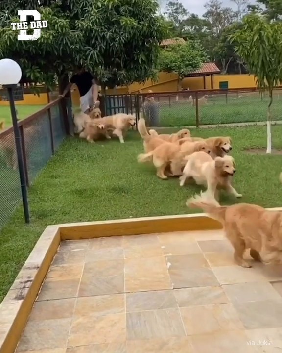 Db Dog Pool Fb
