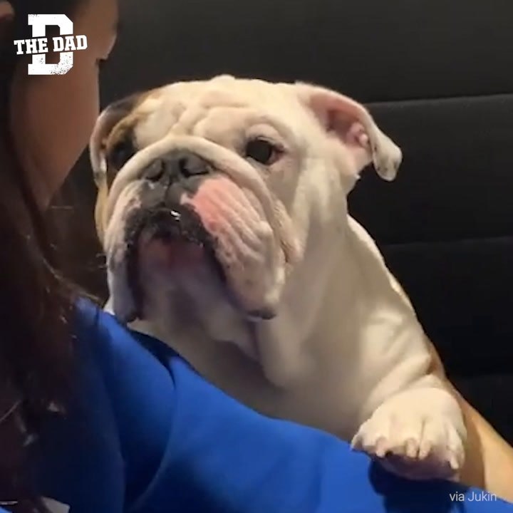 Db - Boomer Ig