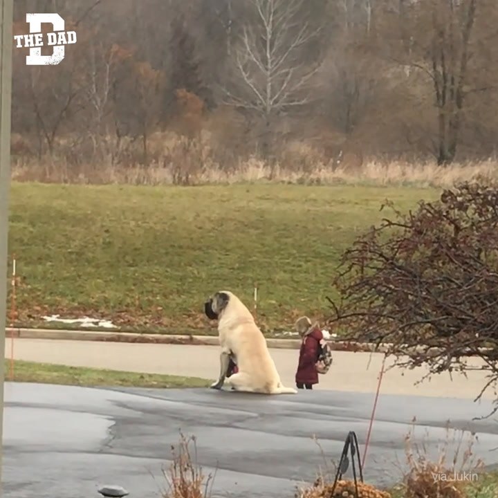 Db - Dog Waits At Bus Stop Ig