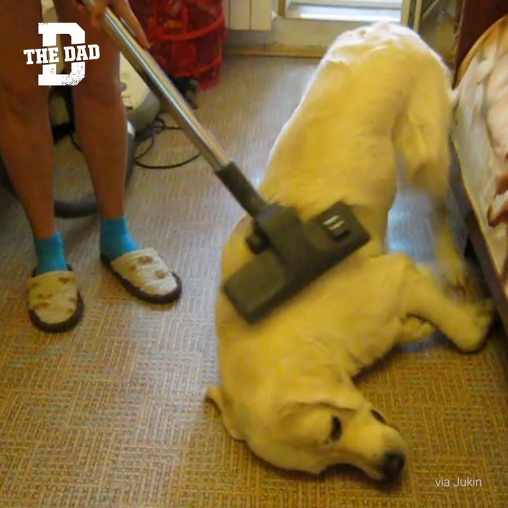 Dog Vacuum Fb video Dailymotion