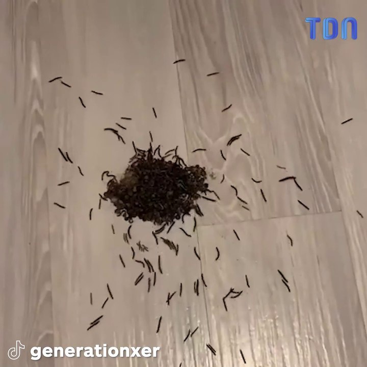 Une maison de location envahie par des mille-pattes