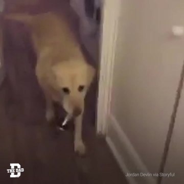 Dog Fetches Beer