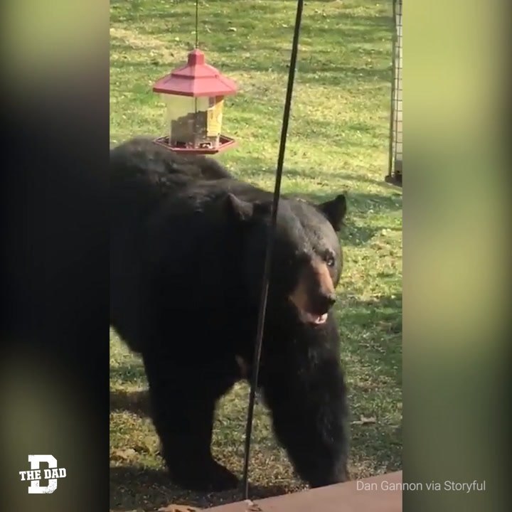 Bear Vs Dad