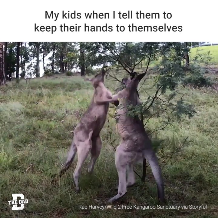Kangaroo Fight