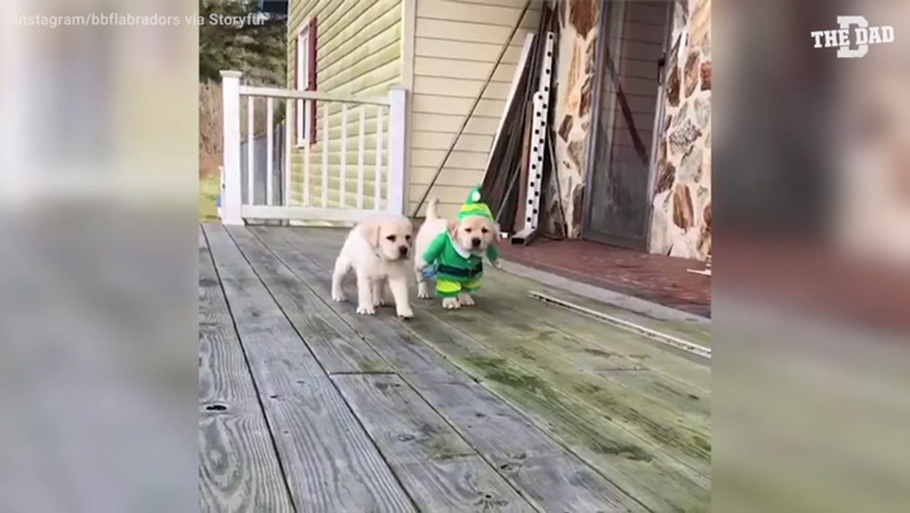 Christmas Dogs