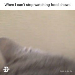 Cat Food Shows