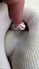 Booping a Snake on the Snout