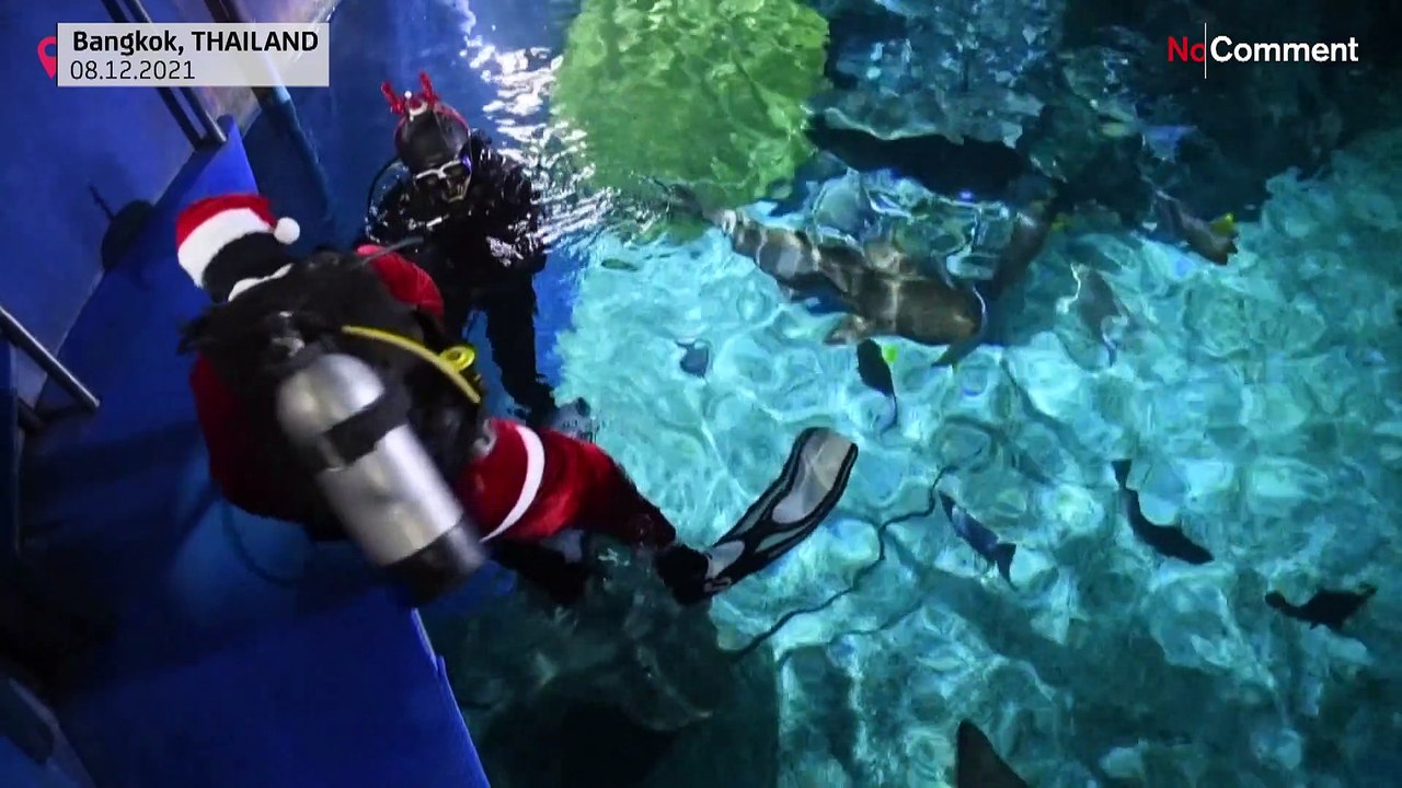 Häppchen für den Hai vom Weihnachtsmann