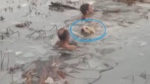 La police sauve un chien tombé dans l'eau glacée