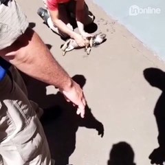 Bombeiro reanima filhote que ficou com cabeça presa em cano, em Cambé