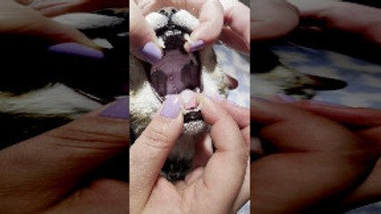 Vet Removes Sewing Needle From Cat's Throat