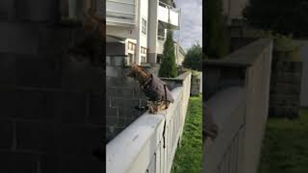 Beautiful Bengal Cat Takes a Fall