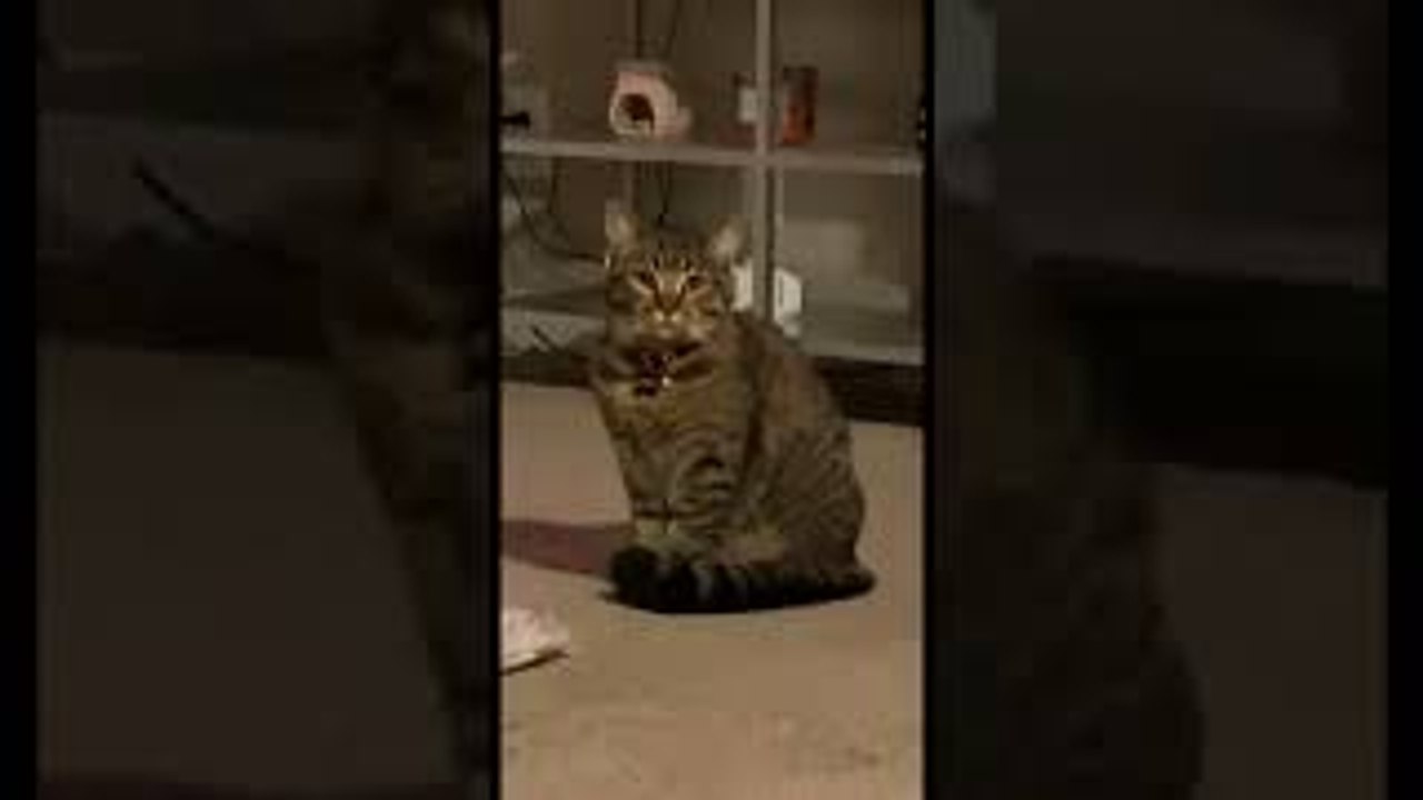 How to Keep a Tree Cat Free