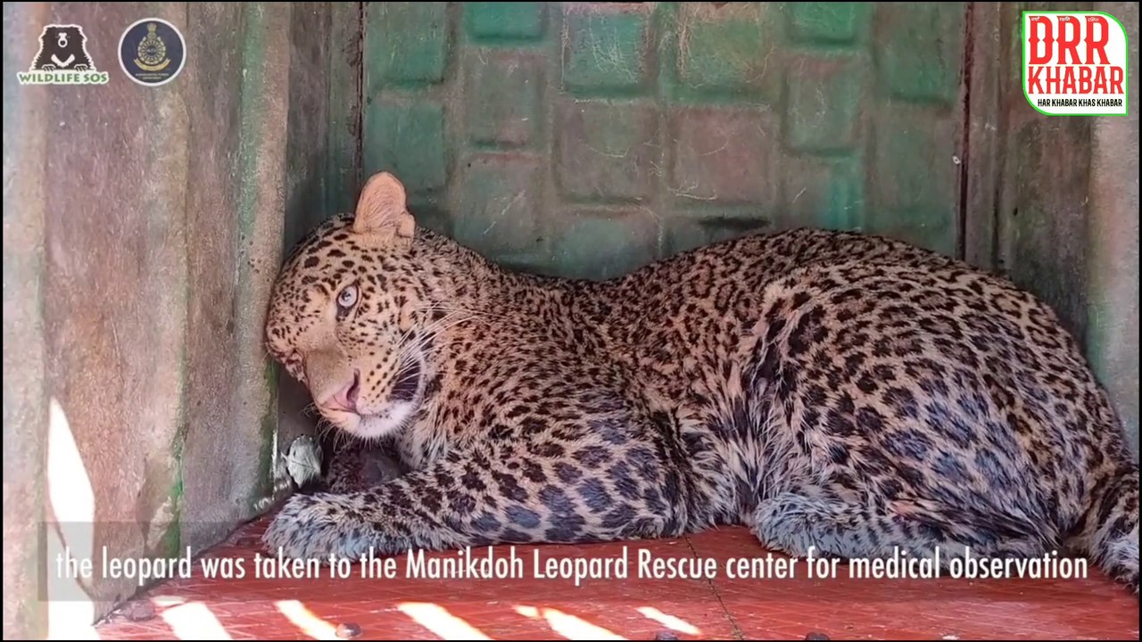 leopard rescue in india । leopard rescue from well । well rescue । leopard well rescue । leopard in well india । leopard । leopard hunting । leopard viral video । तेंदुआ । Viral video । Trending video । Animal rescue ।