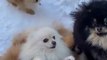 dog - cute dogs and babies are best friends - dogs babysitting babies video