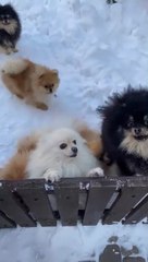 dog - cute dogs and babies are best friends - dogs babysitting babies video