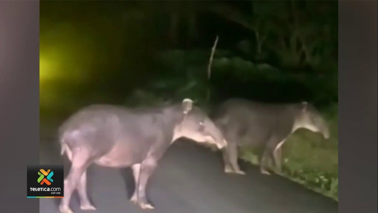 tn7-avistamientos-de-animales-silvestres-081221