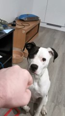 Teaching Dog That Not Every Knock Is a Visitor