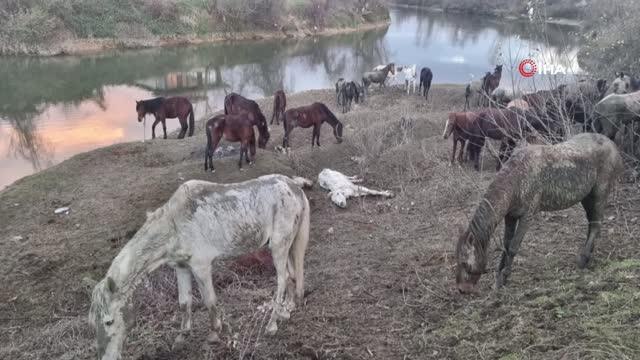 Nehir kenarında kesilmekten kurtarılan atlardan 4 tanesi telef oldu