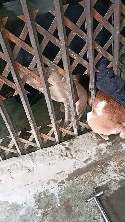 Pup Pulled From Between Bars