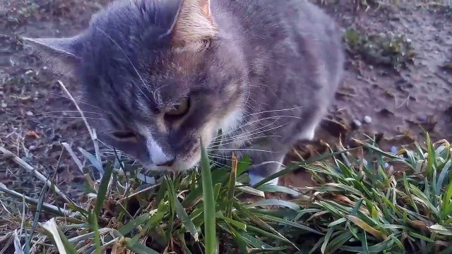 Cat Dinner Time | Funny Cats | Cute Cats | AR Studio