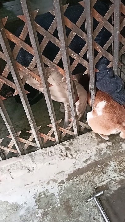 Pup Pulled From Between Bars