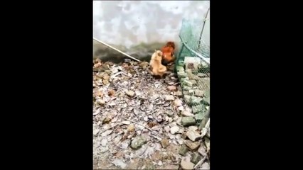 Chicken VS Dog Fight - Funny Dog Fight Videos
