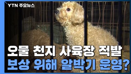 '오물 천지' 불법 개 사육장 적발...보상 위해 '알박기'? / YTN