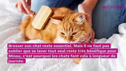 Mais pourquoi les chats font-ils leur toilette dès qu’on les a brossés ?