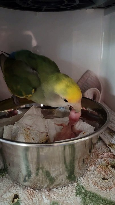 Papa Parrot Feeds Chick