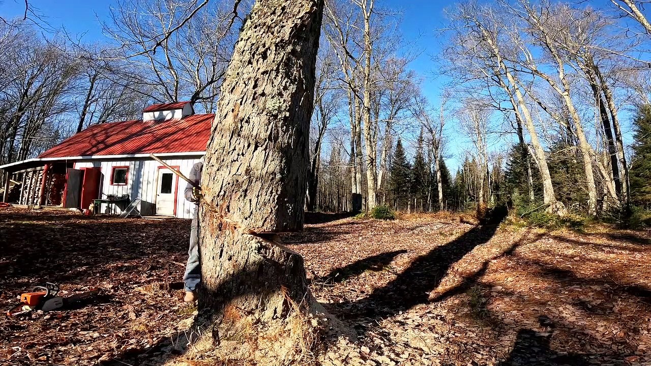 Close Call When Cutting Down Tree