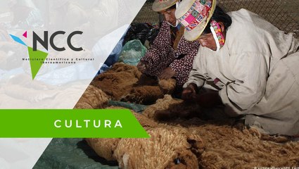 La esquila de vicuñas; una actividad ancestral en los Andes peruanos