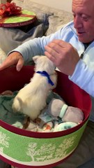 Daughters Surprise Dad With Westie Puppy