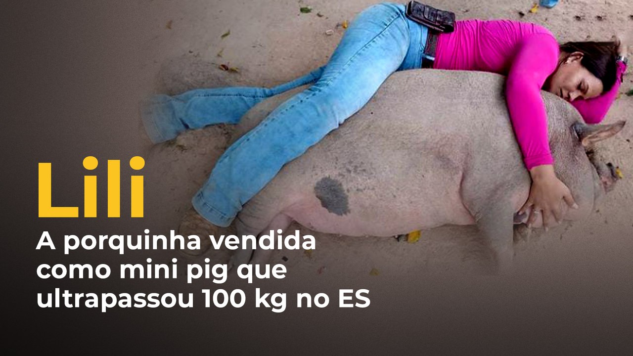 Lili, a porquinha vendida como mini pig que ultrapassou 100kg no ES
