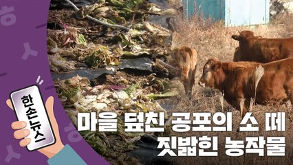 [15초뉴스] 마을 덮친 공포의 소떼...주민까지 위협했다 / YTN