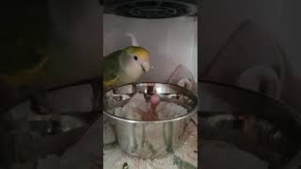 Papa Parrot Feeds Chick