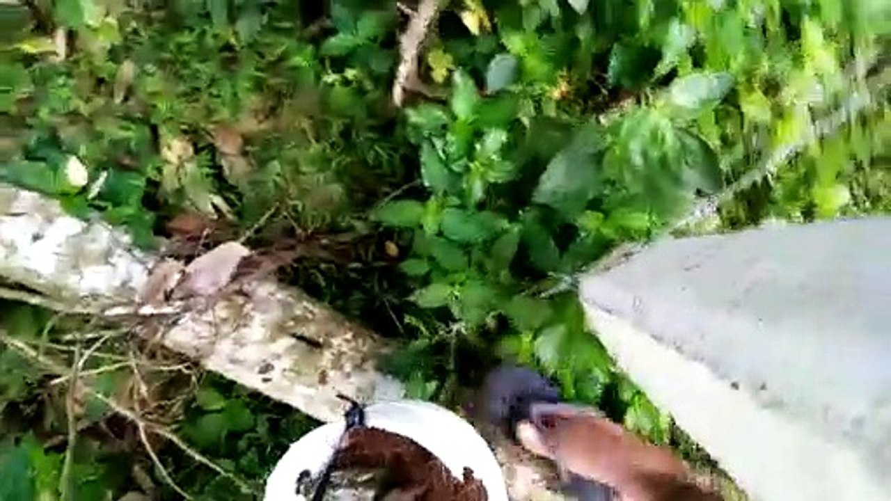 Help to live the little parrot who lost his home.