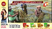 Extensive Crop Loss In Kendrapara After Cyclonic Rain
