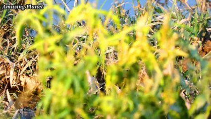 common redshank or simply redshank (Tringa totanus)