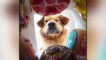 Cat Reaction to Cutting Cake - Funny Dog Cake Reaction Compilation Pets Kingdom