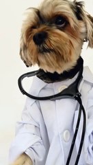 A cute doctor puppy