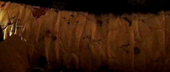 CAVIA PORCELLUS TURMERIC PARSLEY PIXIE DAVID CJ DAVID RJ DAVID MARY TRIXIE DAVID CLOVER IRIS 102_7122
